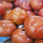 Tomate valenciano