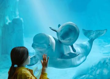 beluga oceanogràfic
