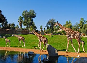 Bioparc jirafas