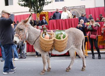 Burro fiesta