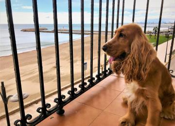 perro en balcón de sea you apartamentos