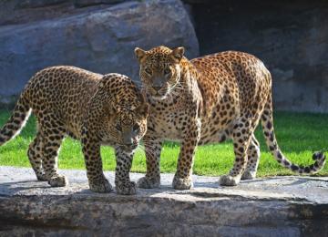 Bioparc