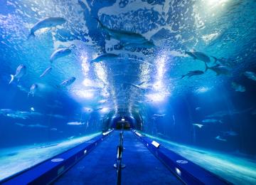 Oceanogràfic