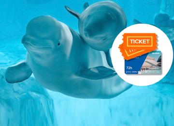 Pack 72 horas Oceanografic