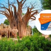 Pack 72 horas Bioparc