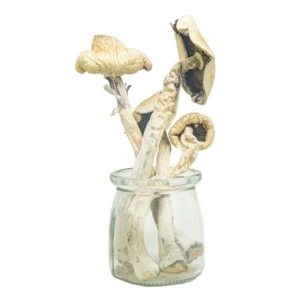 Hawaiian Magic Mushrooms