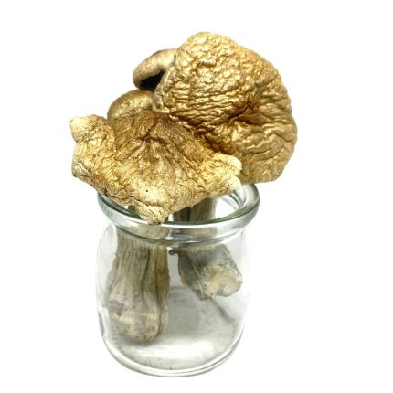 Golden Cap Magic Mushrooms