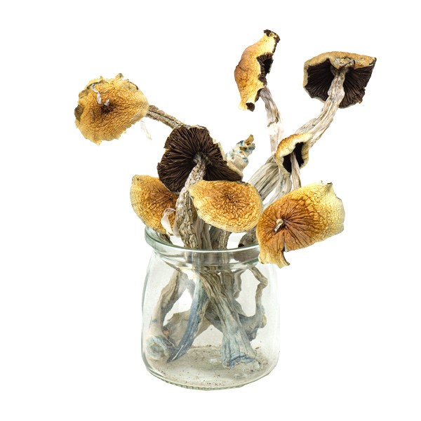 Azurenscens Mushroom